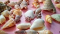 Sea Ã¢â¬â¹Ã¢â¬â¹animal shells like as maolluca and other, this is anature concept Royalty Free Stock Photo